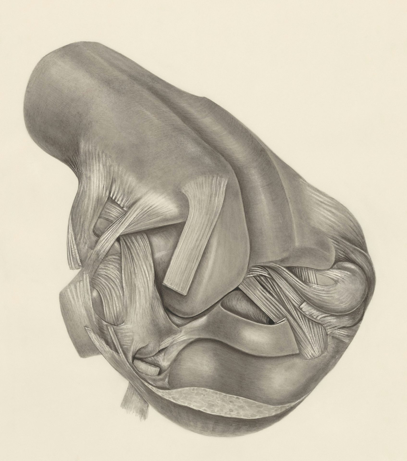 a pencil drawing of a human knee